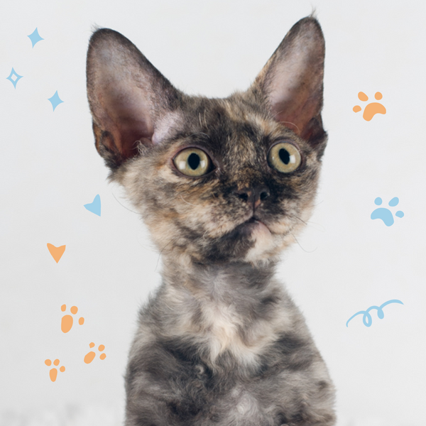 Devon Rex Kittens