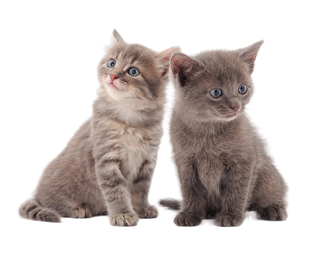 All Purebred Kittens