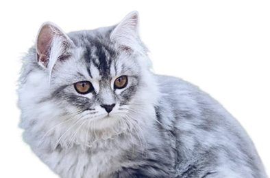 Highland Straight Kittens