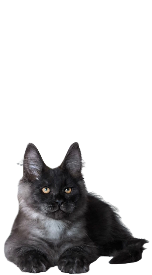 Maine Coon Kittens