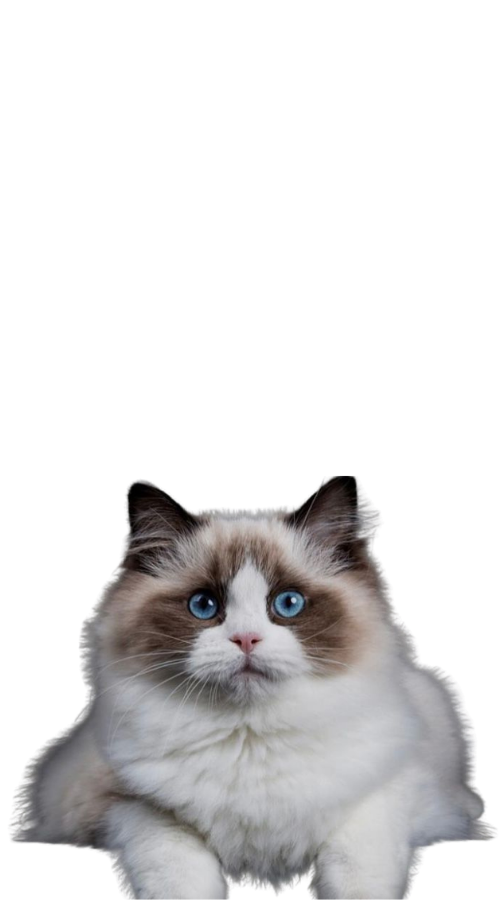 Ragdoll Kittens