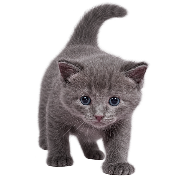 Russian Blue Kittens