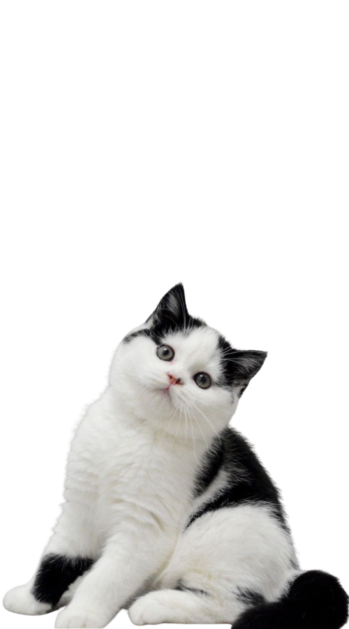 Scottish Straight Kittens