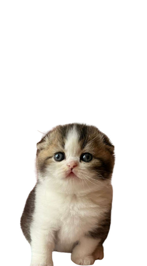 Scottish Fold Kittens