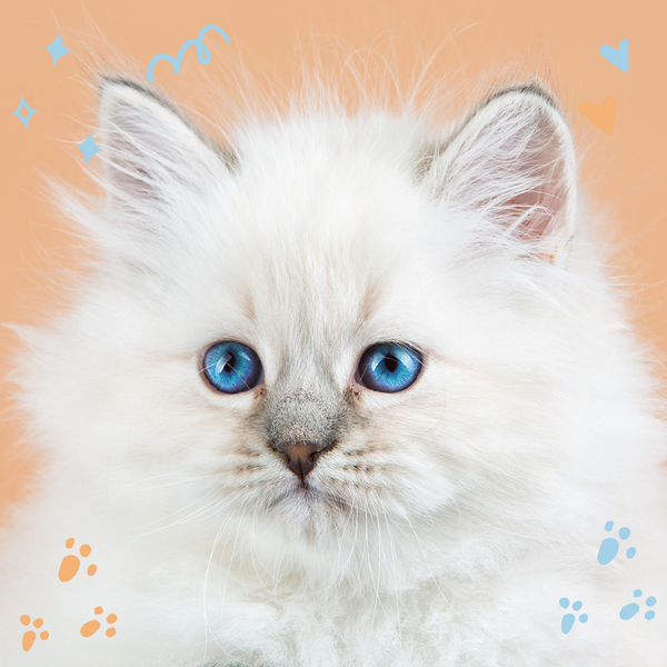 Siberian Kittens