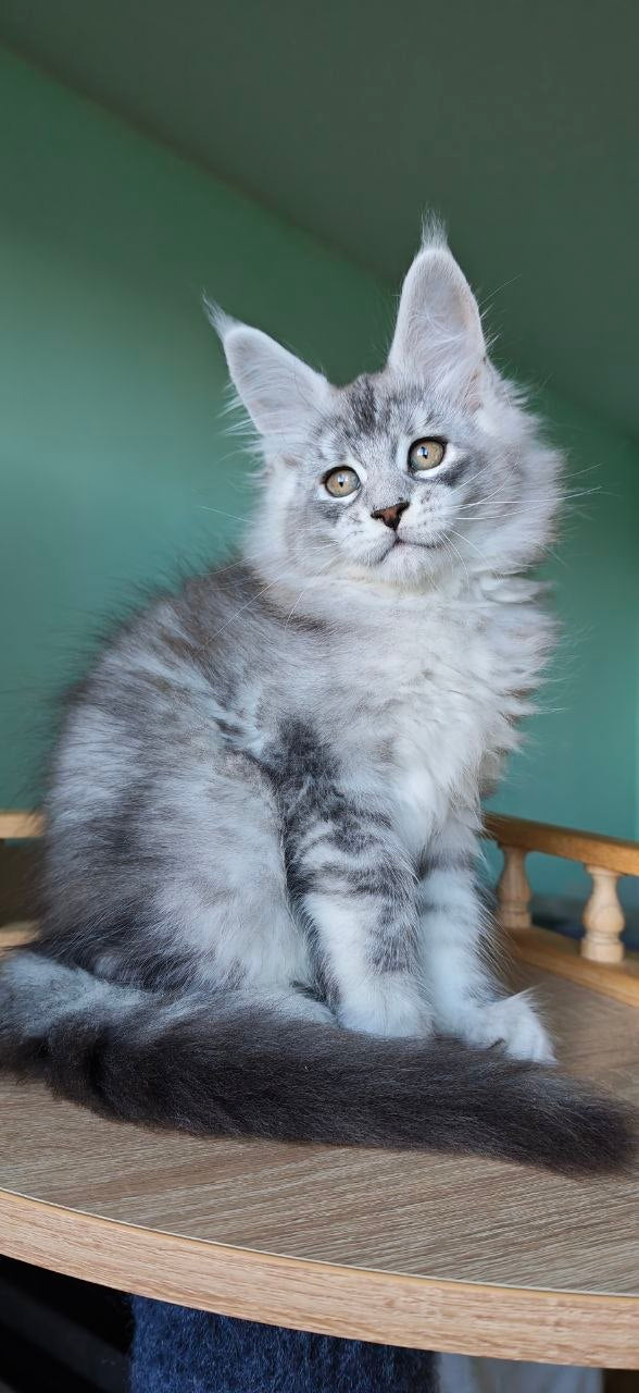 
                  
                    Felix
                  
                