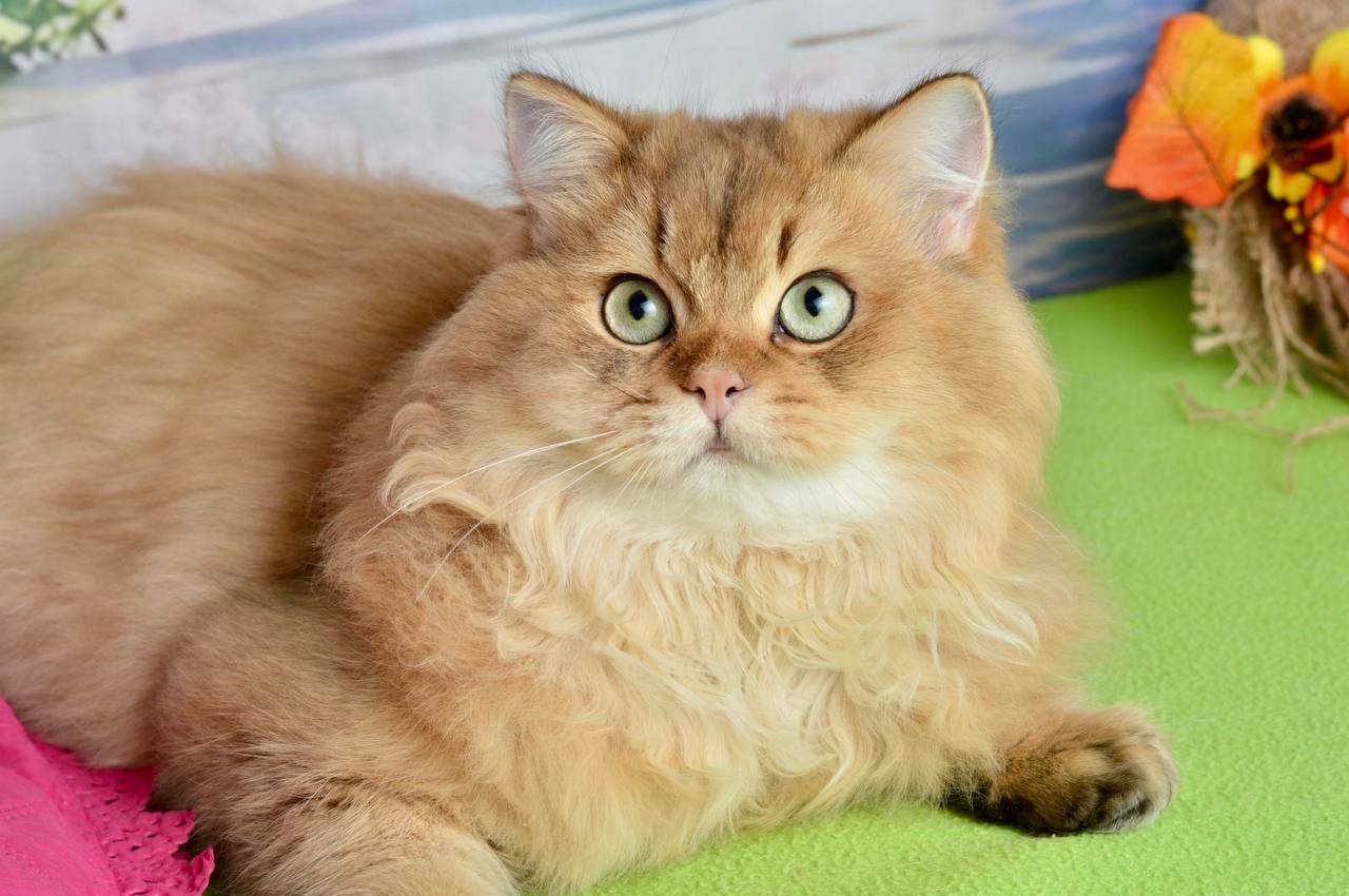 
                  
                    Sultan
                  
                