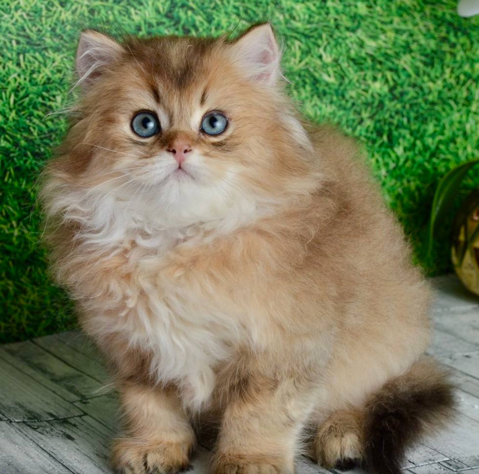 
                  
                    Sultan
                  
                