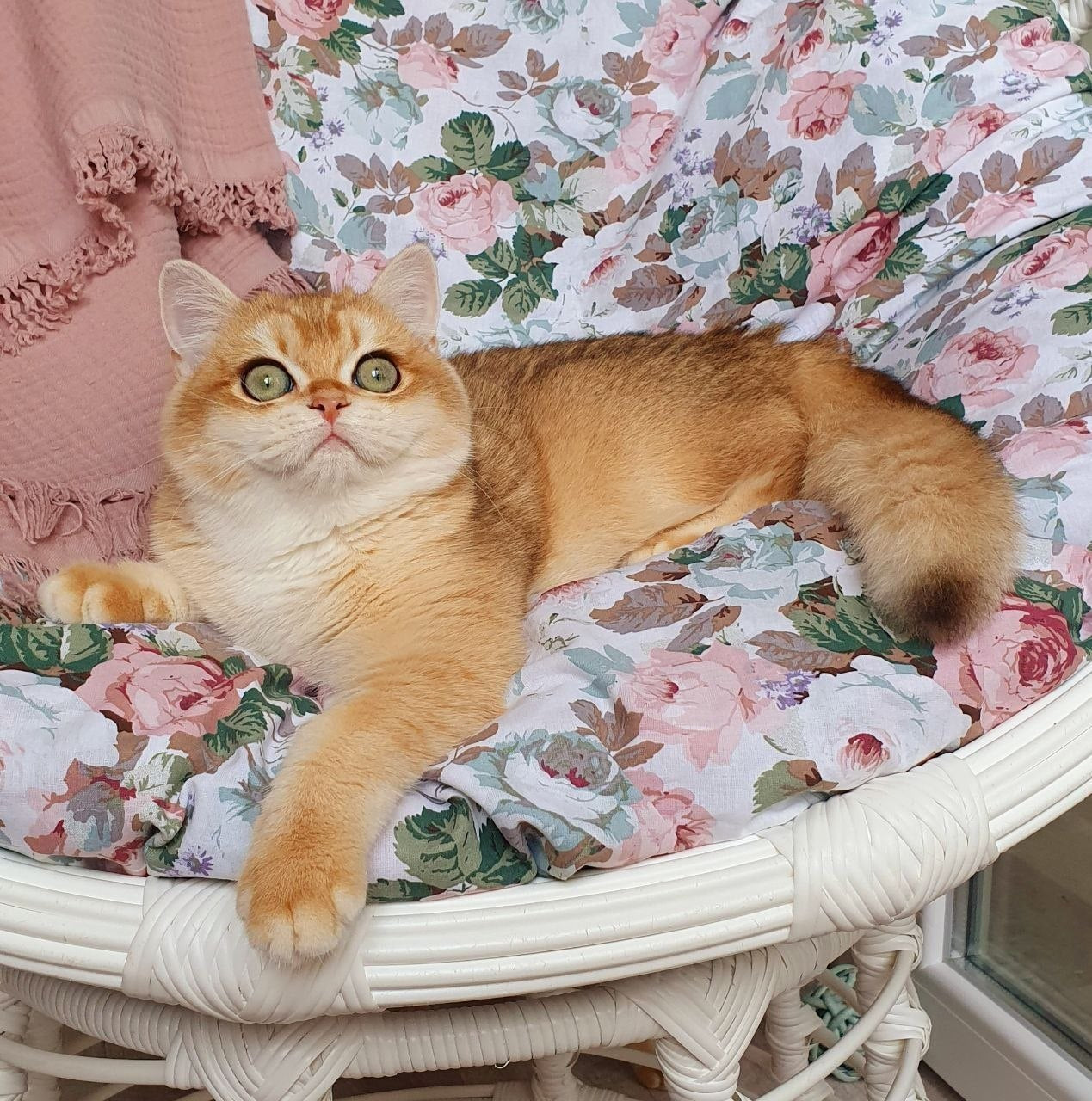 
                  
                    Wasilisa
                  
                