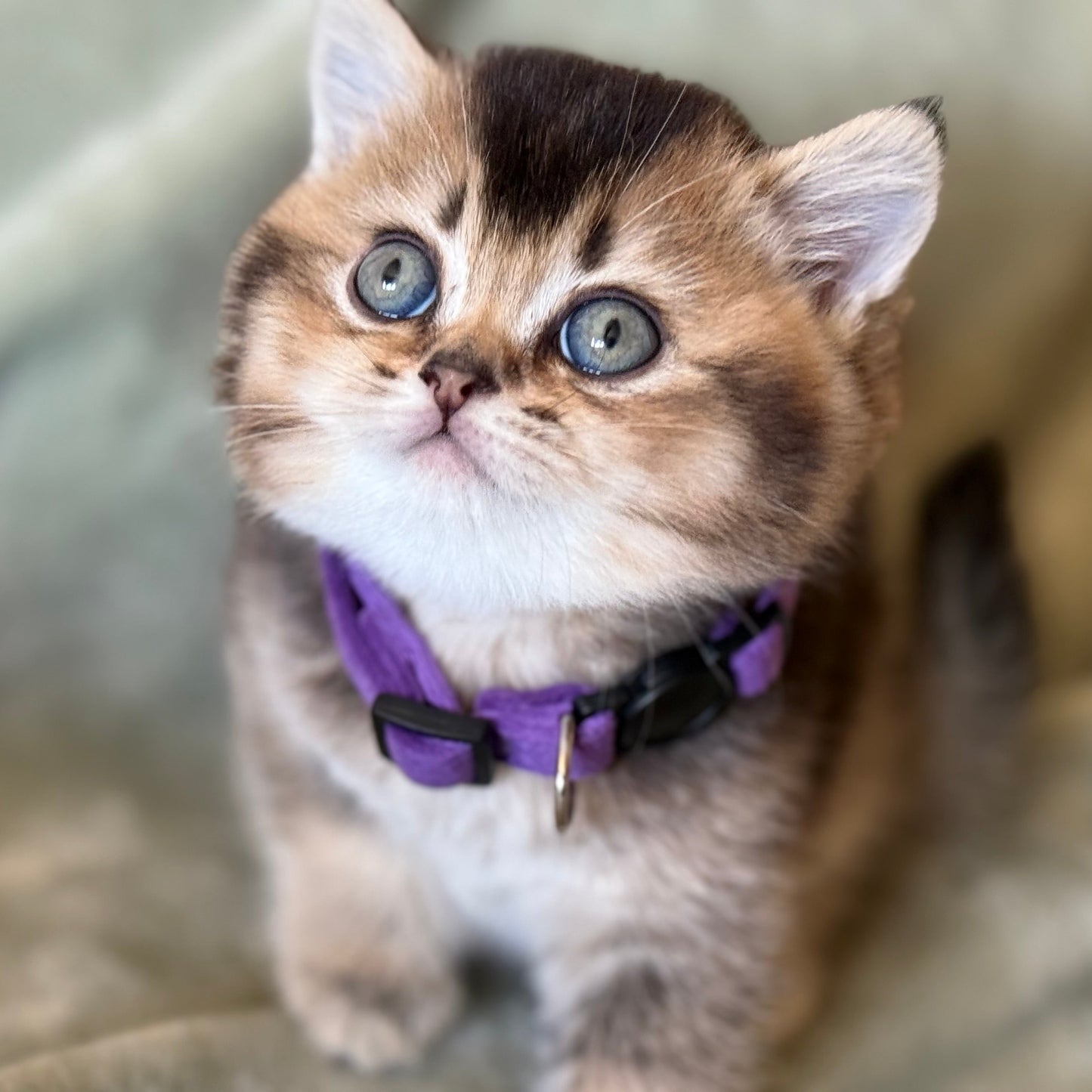 
                  
                    Maple
                  
                