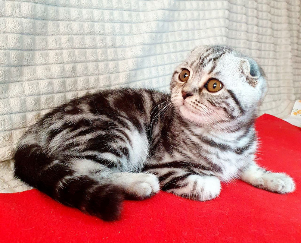 
                  
                    Gapochka
                  
                