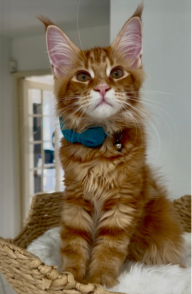
                  
                    Felix
                  
                