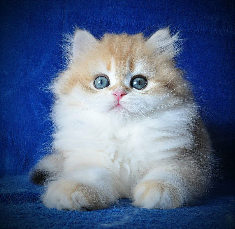 Duchess