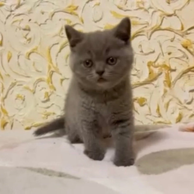 
                  
                    Milo
                  
                
