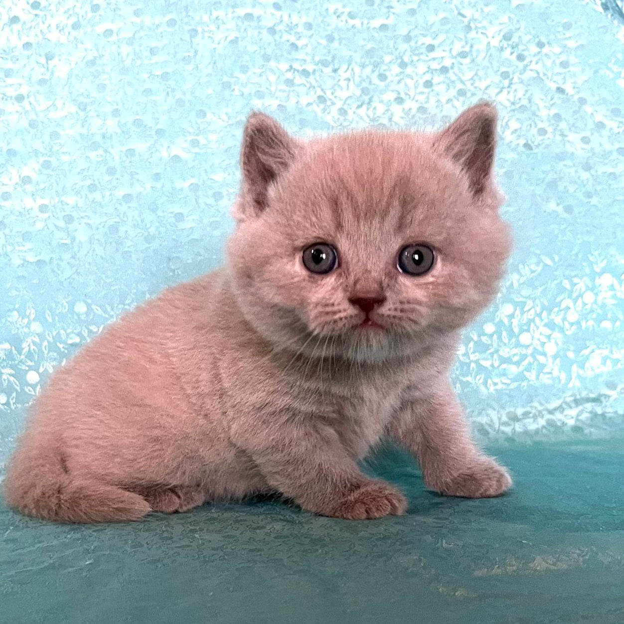 
                  
                    Lila
                  
                