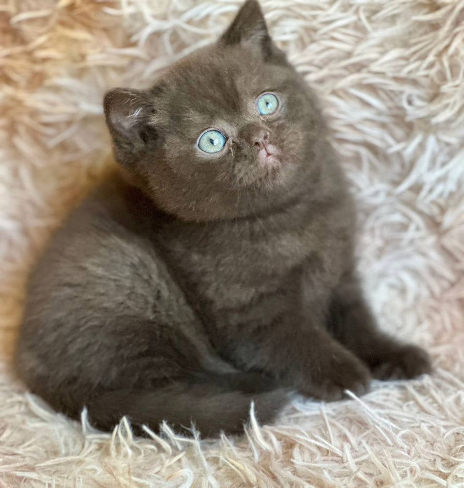 
                  
                    Flynn
                  
                