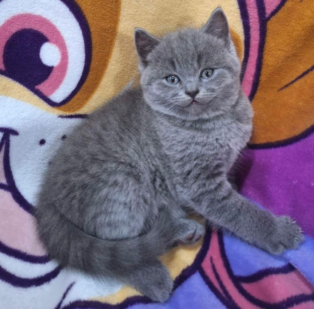 
                  
                    Akira
                  
                