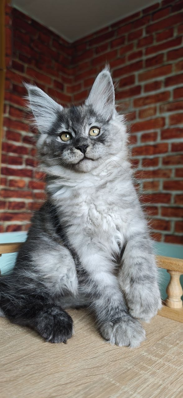 
                  
                    Freya
                  
                