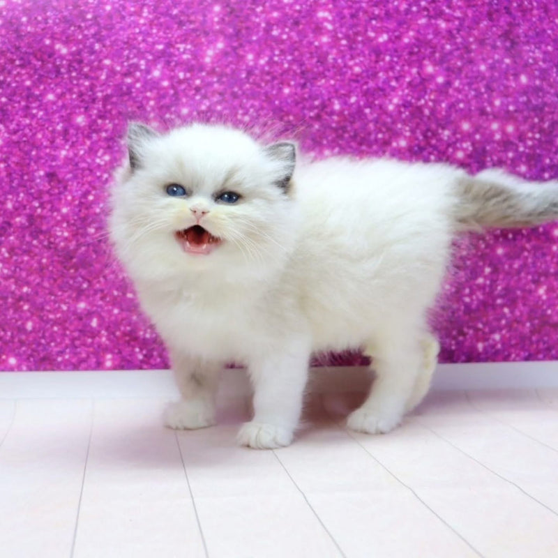 Marshmallow