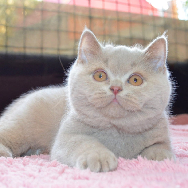 Teddy