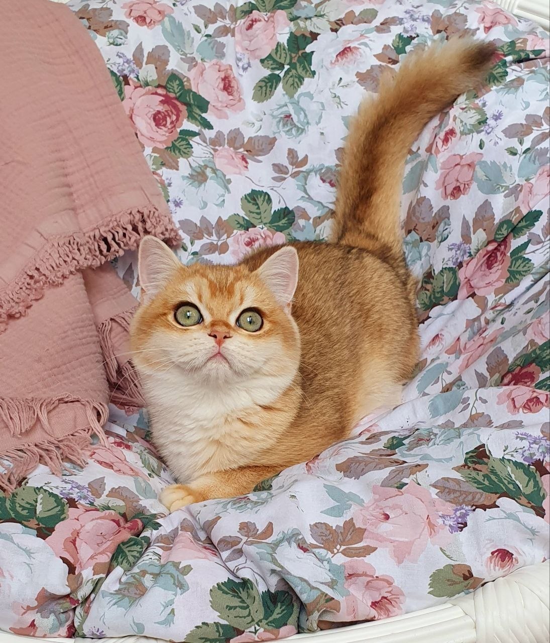 
                  
                    Wasilisa
                  
                