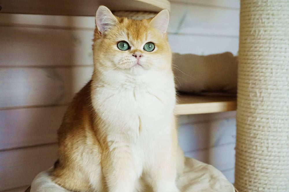 
                  
                    Navi
                  
                