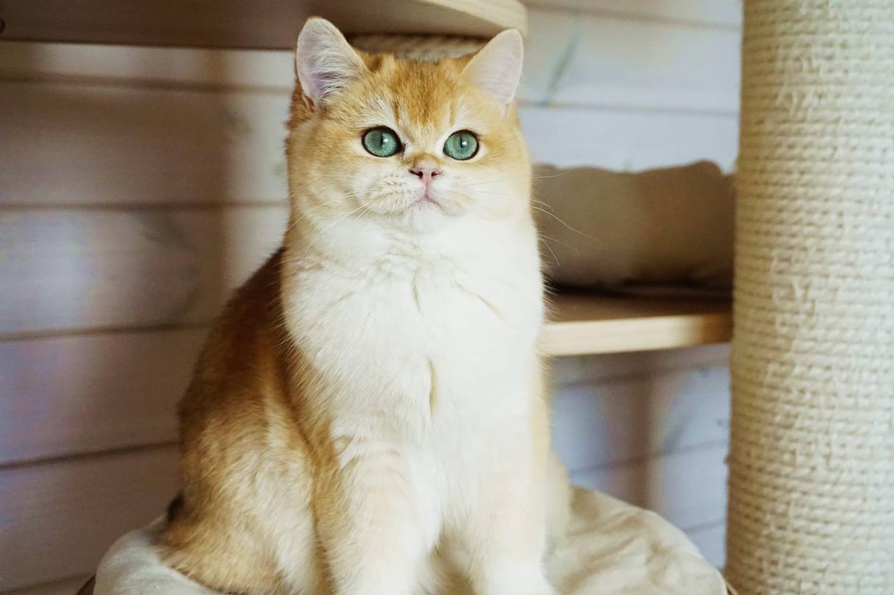 
                  
                    Navi
                  
                