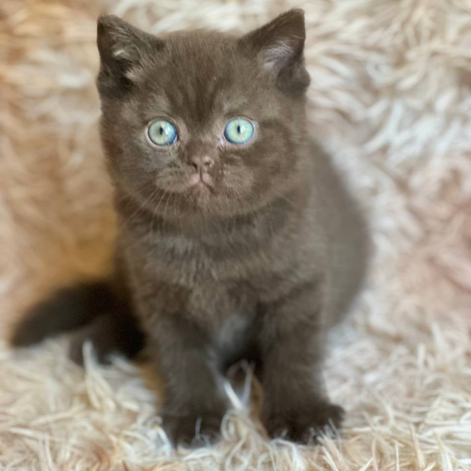 
                  
                    Flynn
                  
                