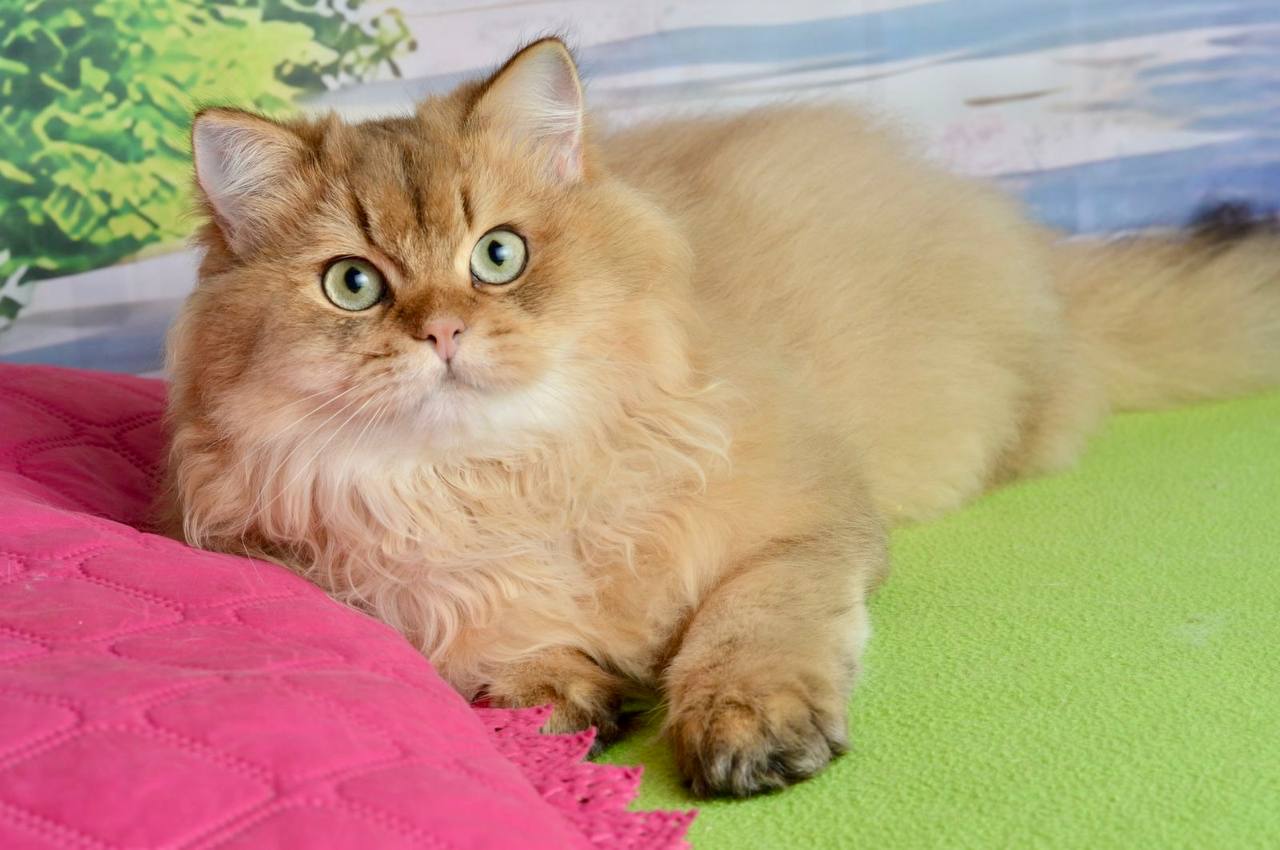 
                  
                    Sultan
                  
                