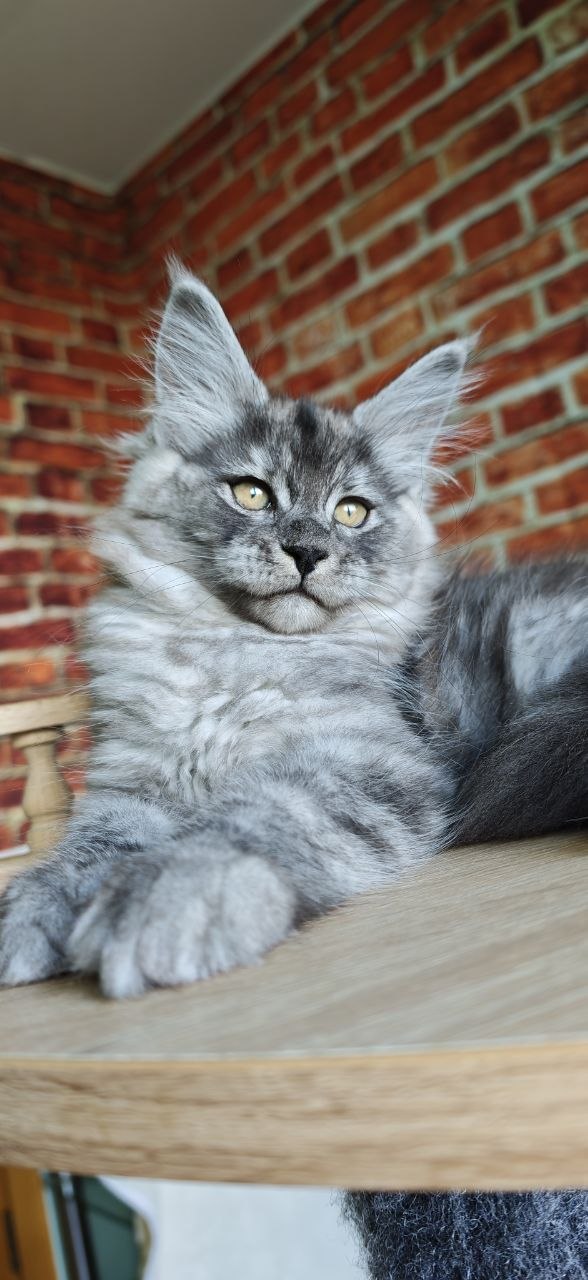 
                  
                    Freya
                  
                