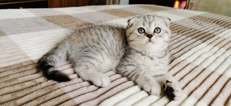 Tomas