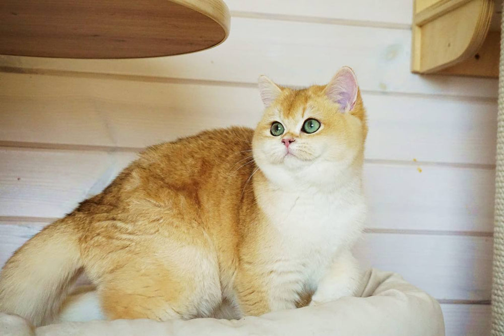 
                  
                    Navi
                  
                