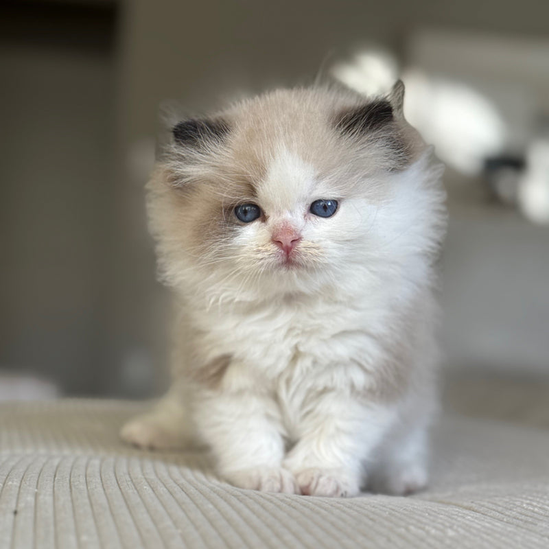 Angel
