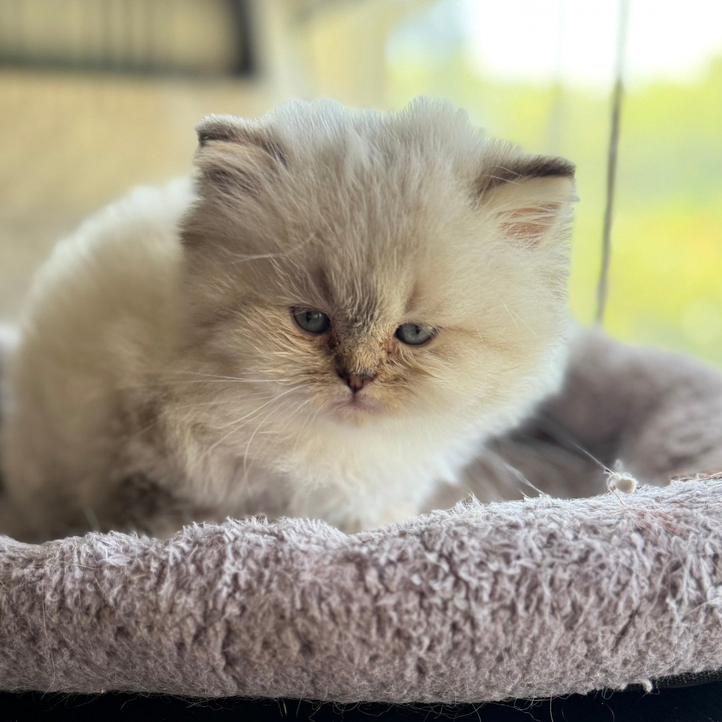 
                  
                    Maximus
                  
                