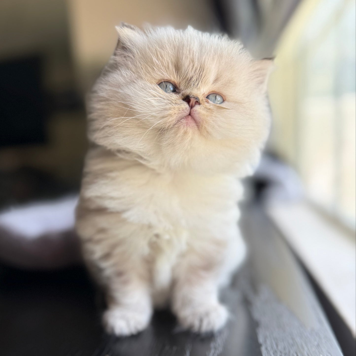 
                  
                    Maximus
                  
                