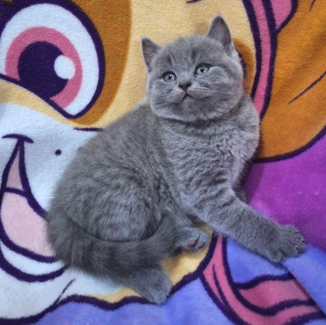 
                  
                    Akira
                  
                