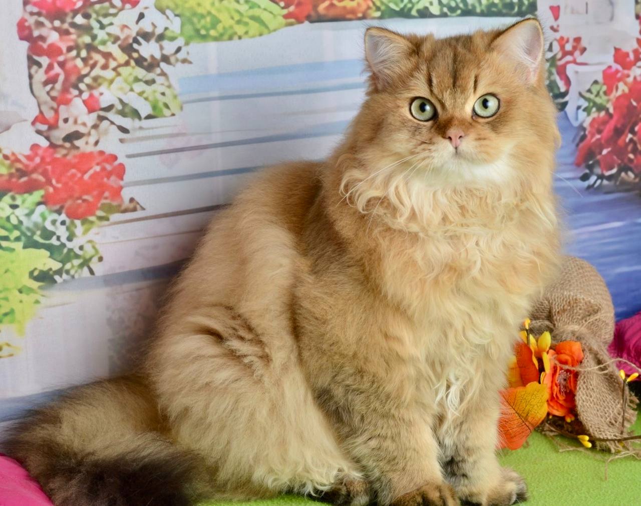 
                  
                    Sultan
                  
                