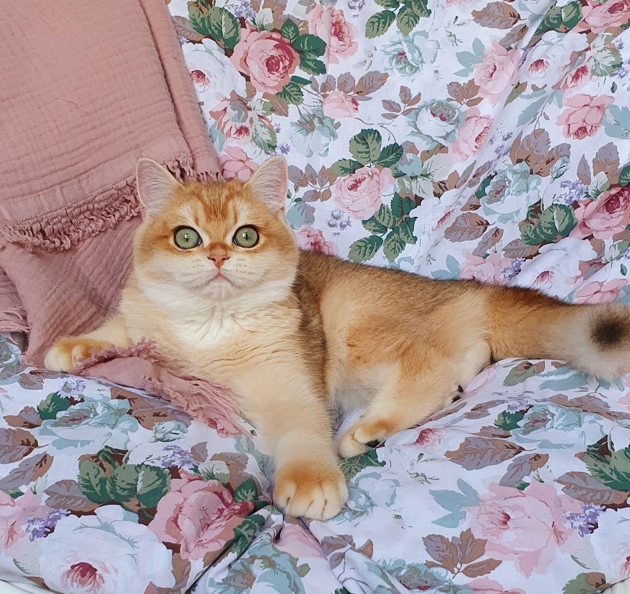 
                  
                    Wasilisa
                  
                