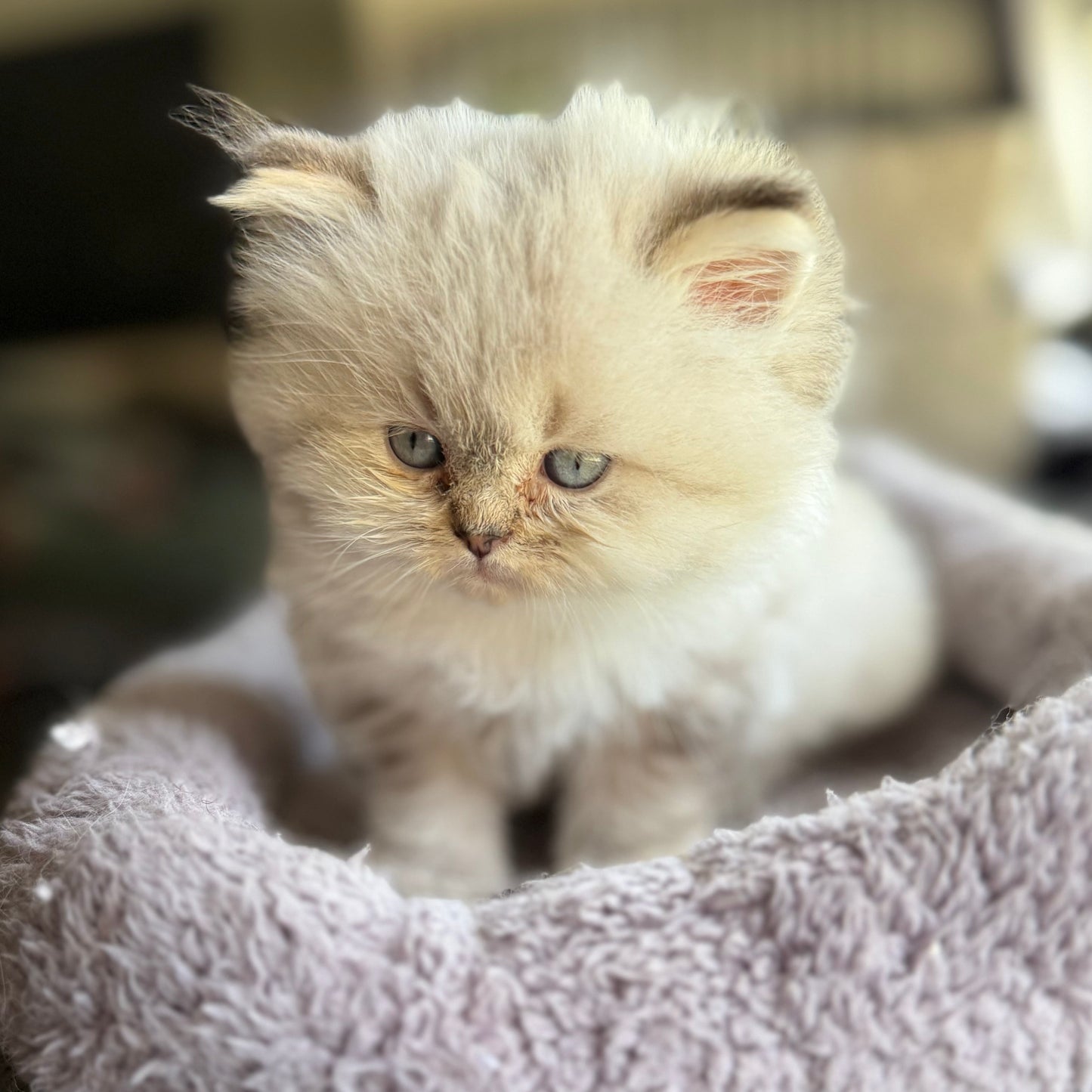 
                  
                    Maximus
                  
                
