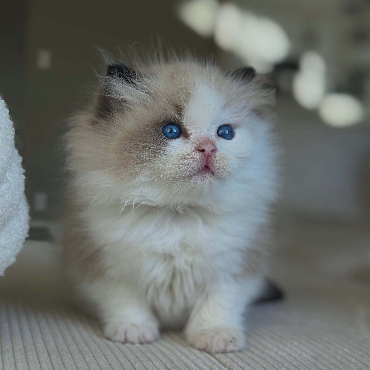 Angel | Ragdoll – My Felidae