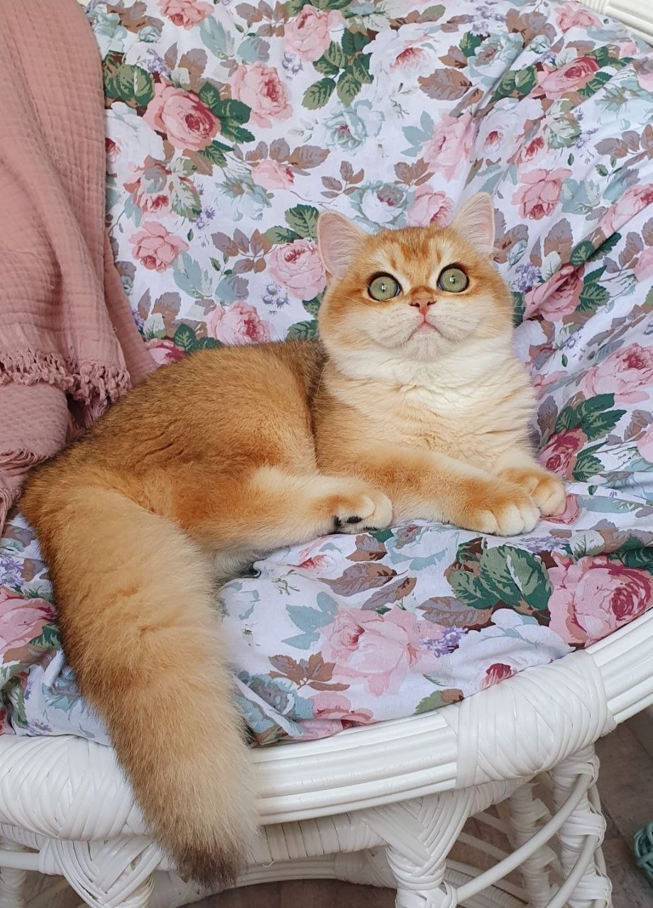 
                  
                    Wasilisa
                  
                