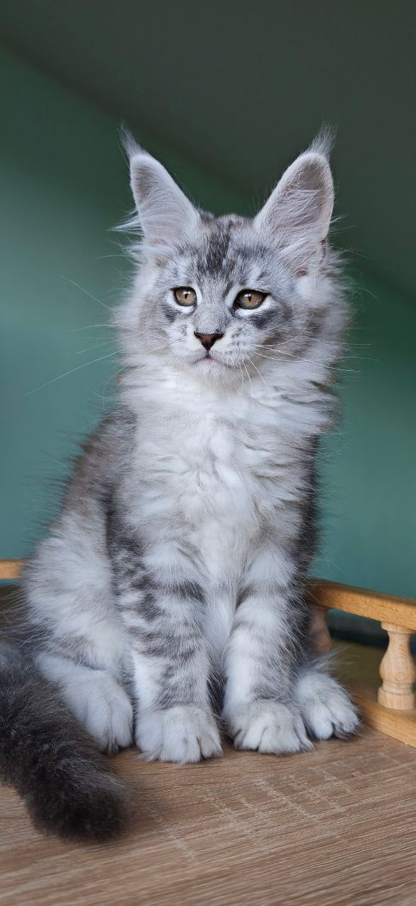 
                  
                    Felix
                  
                