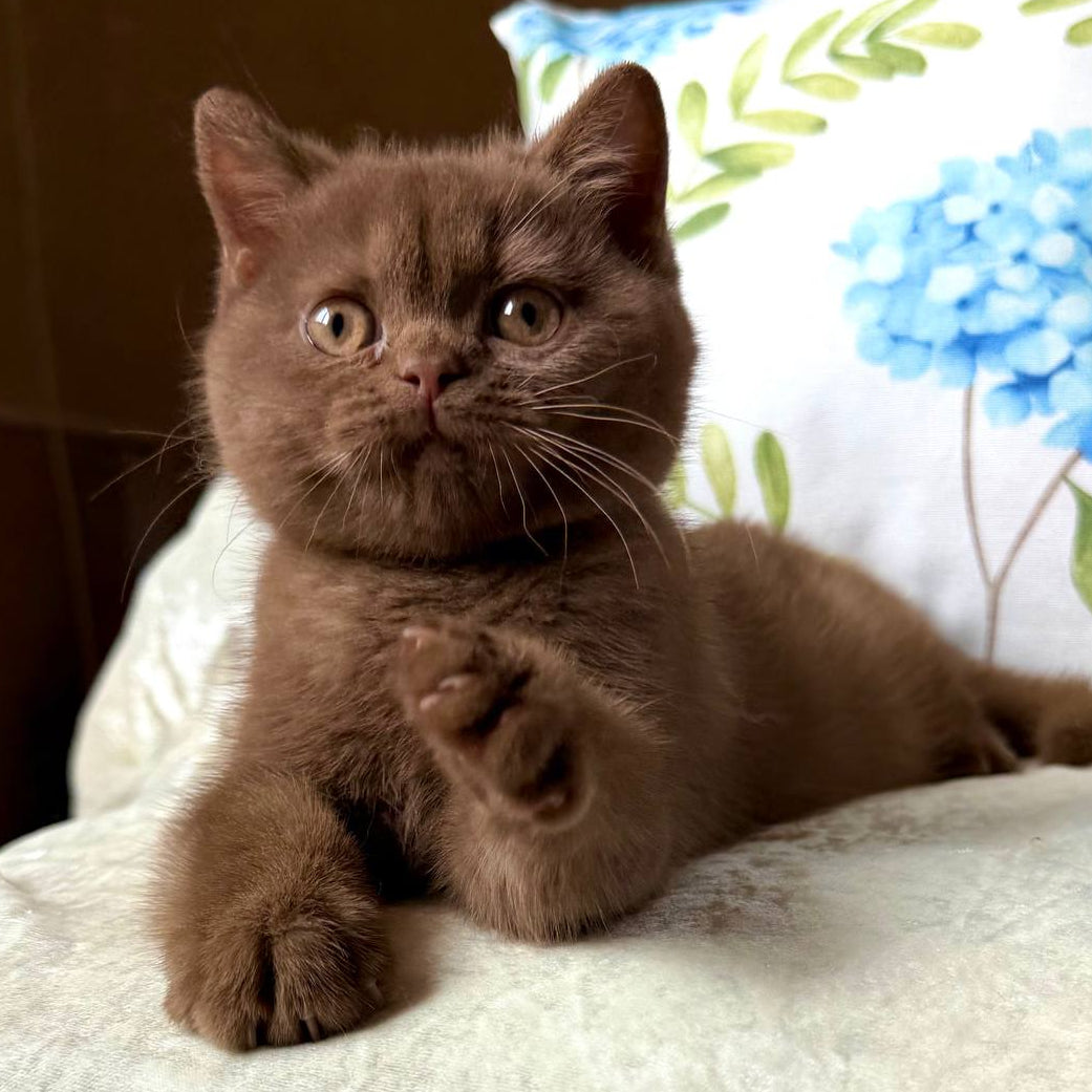 
                  
                    Alina
                  
                