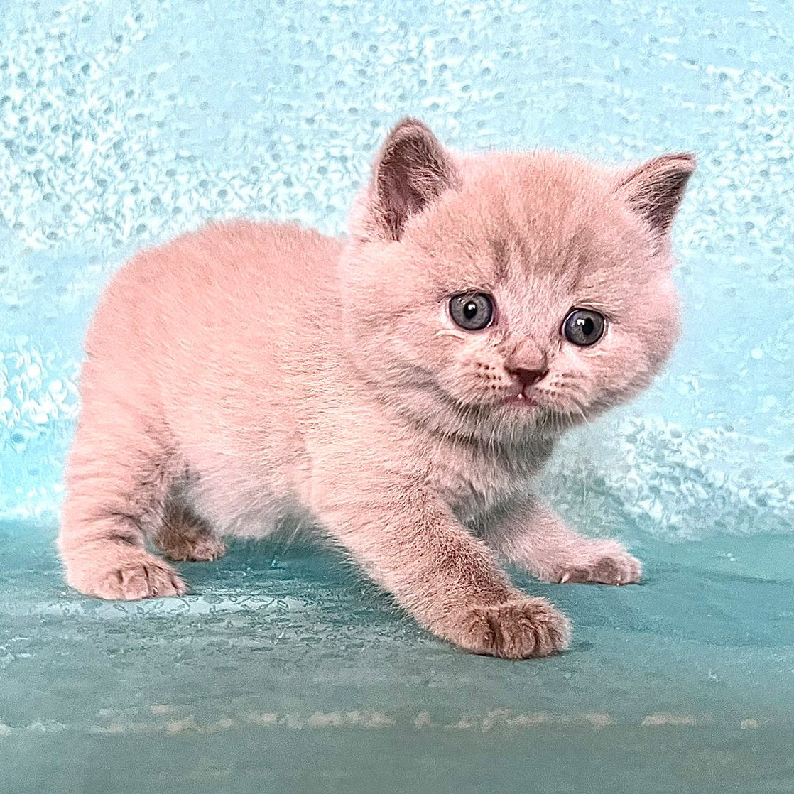 
                  
                    Lila
                  
                