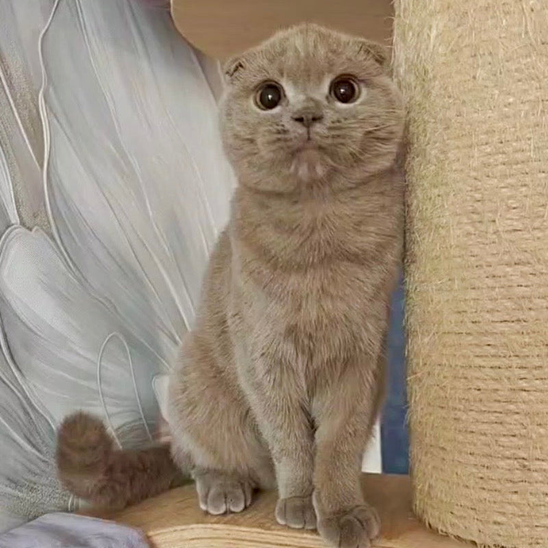 Jaffa