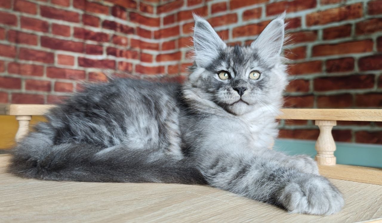 
                  
                    Freya
                  
                