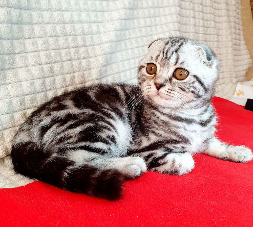 
                  
                    Gapochka
                  
                