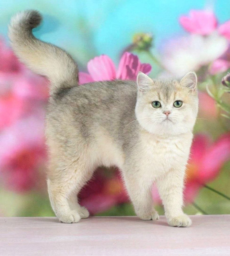 Princess