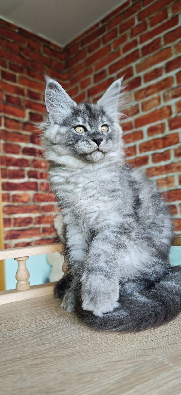 
                  
                    Freya
                  
                