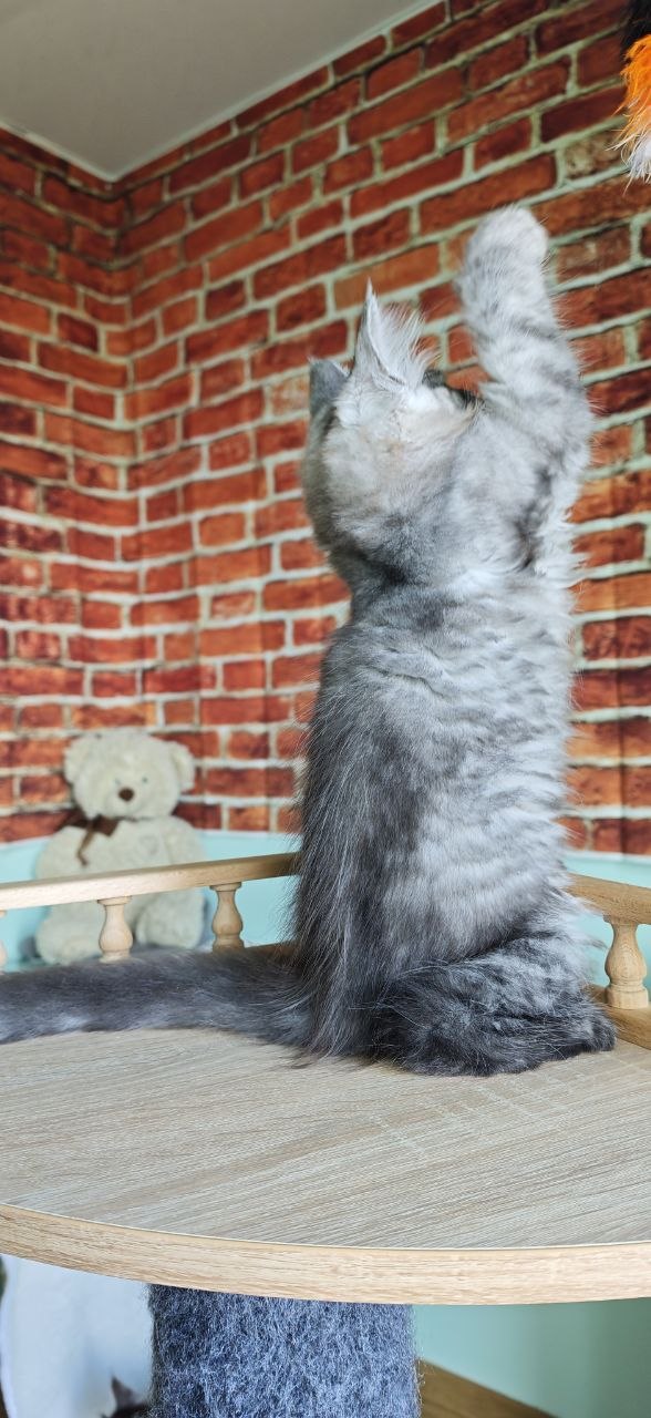
                  
                    Freya
                  
                